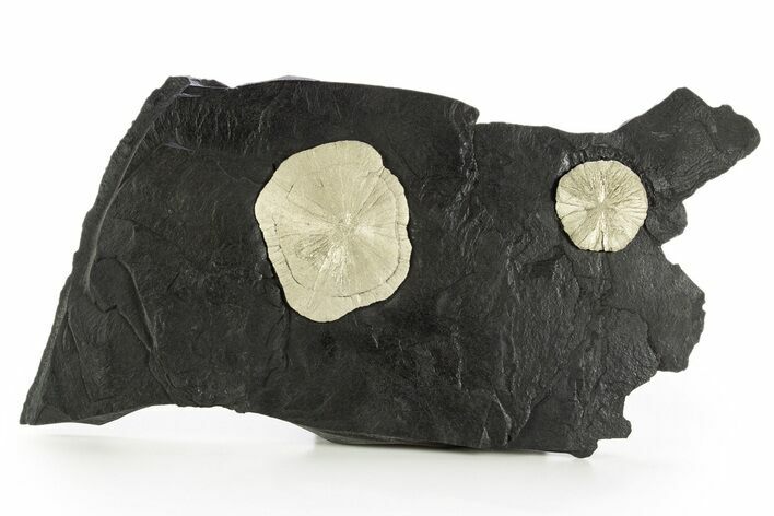 Slate With Pyrite Suns - Sparta, Illinois #315857